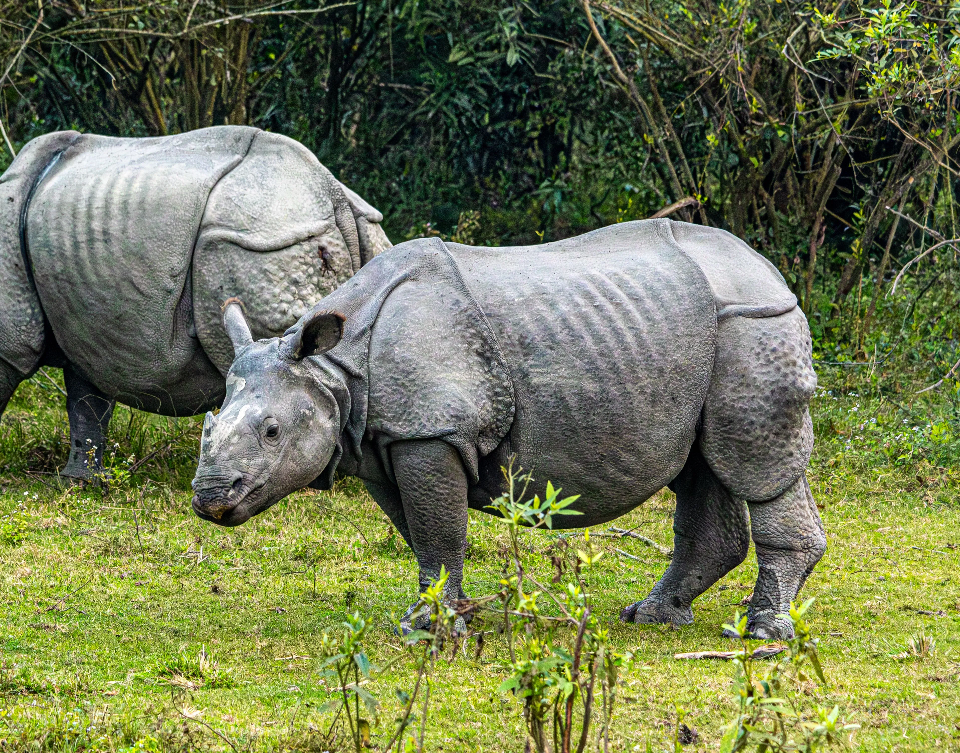 Kaziranga National Park